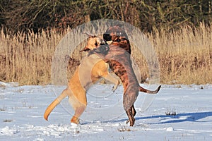 Dogs playing in snow