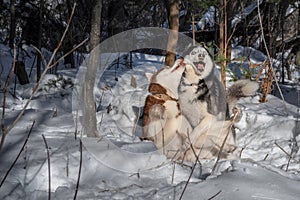 Dogs playing in the snow. Siberian husky dogs have fun fighting and biting on walk in winter forest