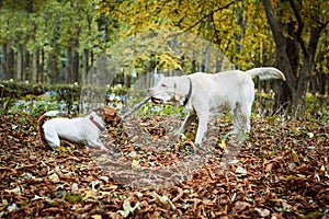 dogs playing with stick