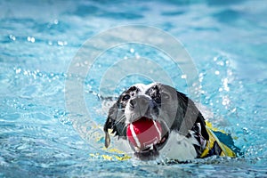 Dogs playing in swimming pool