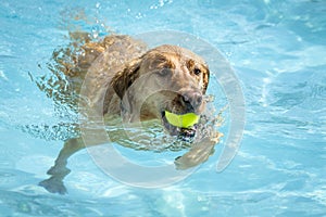 Dogs playing in swimming pool