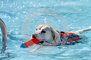 Dogs playing in swimming pool