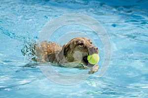 Dogs playing in swimming pool