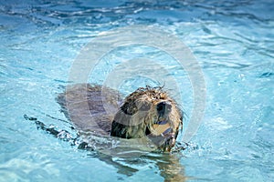 Dogs playing in swimming pool