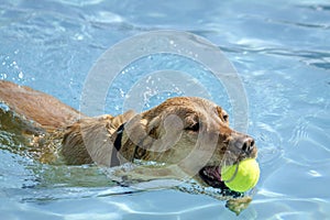 Dogs playing in swimming pool