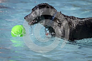 Dogs playing in swimming pool