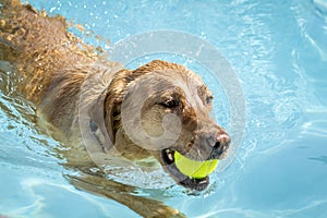 Dogs playing in swimming pool