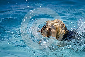 Dogs playing in swimming pool