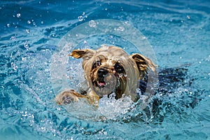 Dogs playing in swimming pool