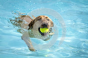 Dogs playing in swimming pool