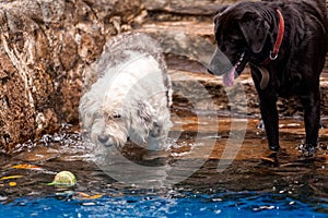 Labrador And A Terrier Dog Playing In A Pool