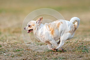 Chihuahua happy running outdoors On the lawn.