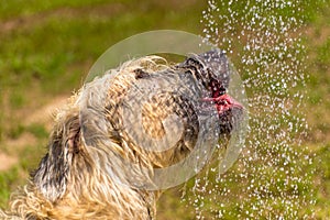 Dogs playing in a wet park