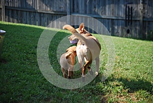 Dogs playing in yard