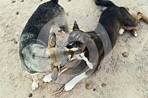 Dogs plying on the beach photo