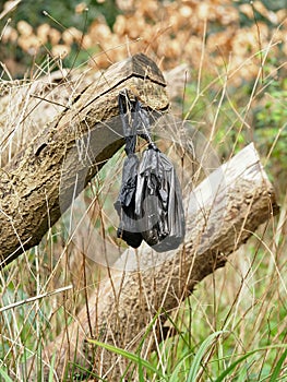Dogs Poo Bag Discarded in Nature