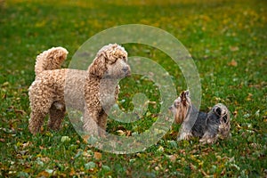 Dogs poodle and Yorkshire Terrier playing in autumn park, pets portrait in nature