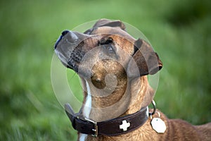 Dogs Portrait close up