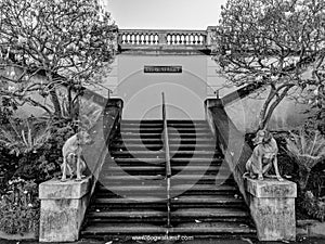 Dogs posing as stone guardian statues in front of staircase and blooming magnolia trees and plants