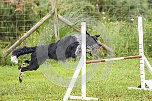 Dogs practicing the sport of Agility