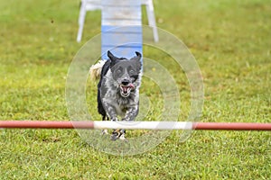 Dogs practicing the sport of Agility