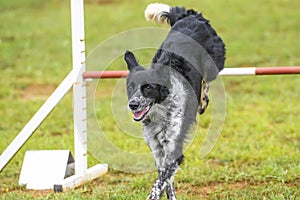 Dogs practicing the sport of Agility