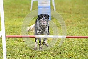 Dogs practicing the sport of Agility