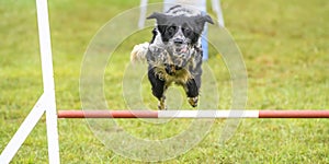 Dogs practicing the sport of Agility