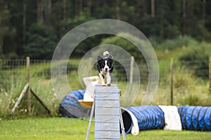 Dogs practicing the sport of Agility