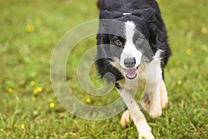 Dogs practicing the sport of Agility