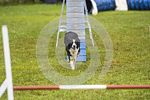 Dogs practicing the sport of Agility