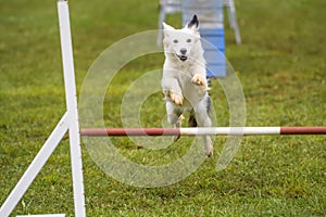 Dogs practicing the sport of Agility