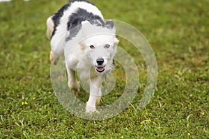 Dogs practicing the sport of Agility