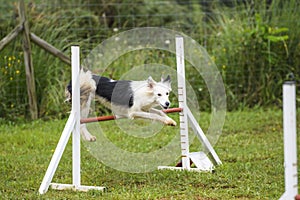 Dogs practicing the sport of Agility