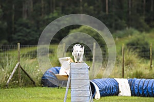 Dogs practicing the sport of Agility