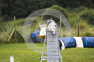 Dogs practicing the sport of Agility