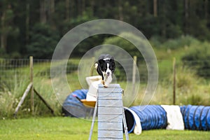Dogs practicing the sport of Agility