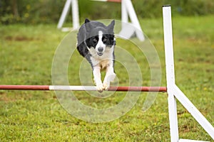 Dogs practicing the sport of Agility