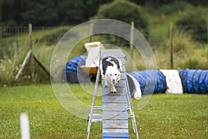 Dogs practicing the sport of Agility