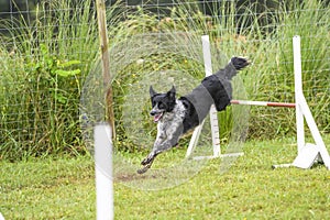 Dogs practicing the sport of Agility