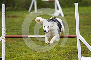 Dogs practicing the sport of Agility