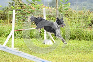 Dogs practicing the sport of Agility