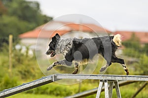 Dogs practicing the sport of Agility