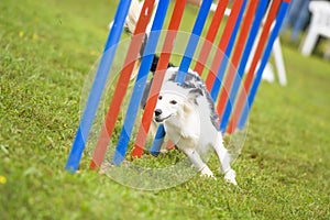 Dogs practicing the sport of Agility