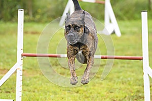 Dogs practicing the sport of Agility