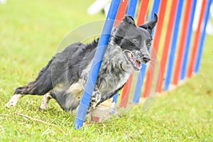 Dogs practicing the sport of Agility