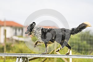 Dogs practicing the sport of Agility