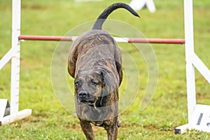 Dogs practicing the sport of Agility