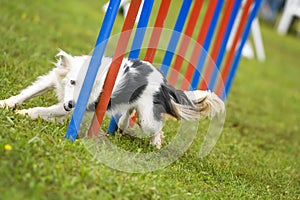 Dogs practicing the sport of Agility