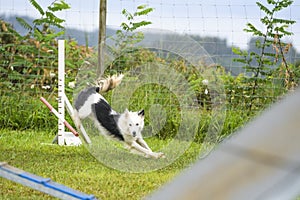 Dogs practicing the sport of Agility